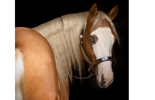DELEGADO GUNNER